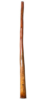 Tristan O'Meara Didgeridoo (TM414)
